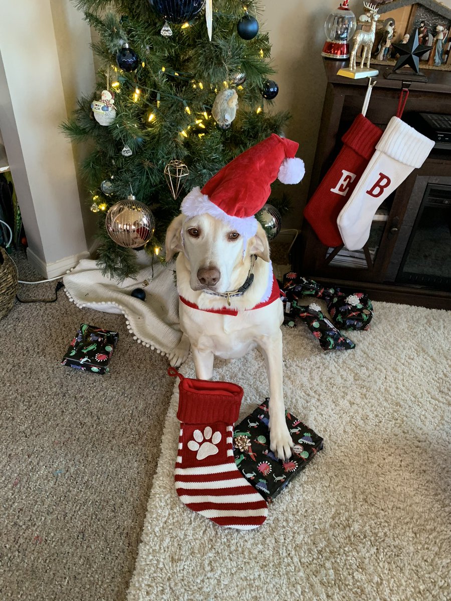 ee_elmore's tweet photo. @bryan_johnson I really love golden retrievers and labs 🐾 https://t.co/UFDVCSRgC2