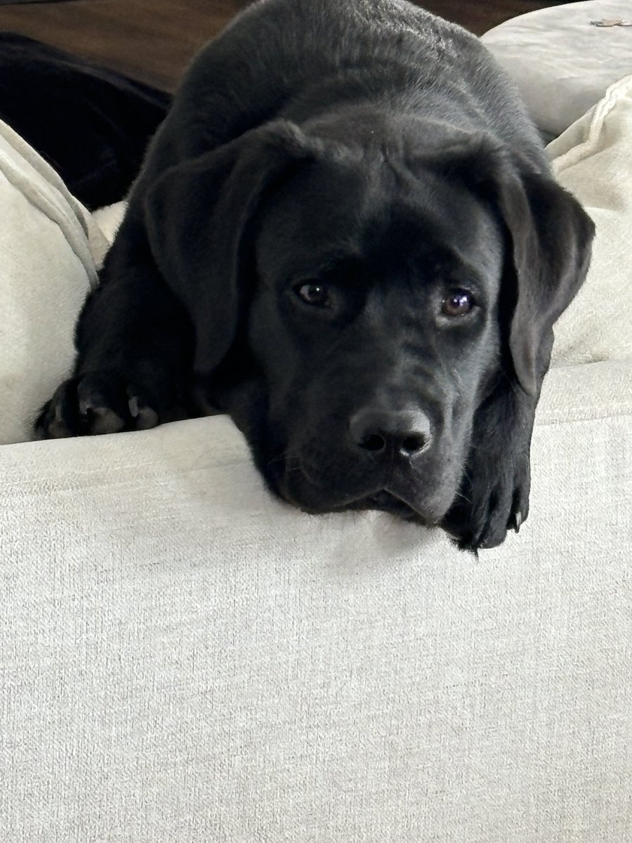 ee_elmore's tweet photo. @bryan_johnson I really love golden retrievers and labs 🐾 https://t.co/UFDVCSRgC2
