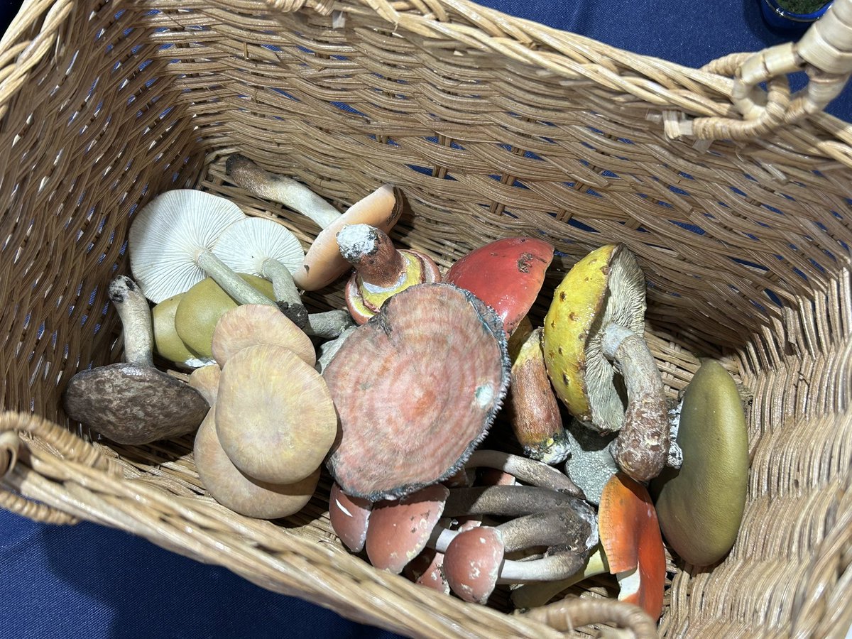 このカゴの中の感じ、きのこ狩りの「あるある」が詰まってるよねーーーッ
#きのこ盆栽