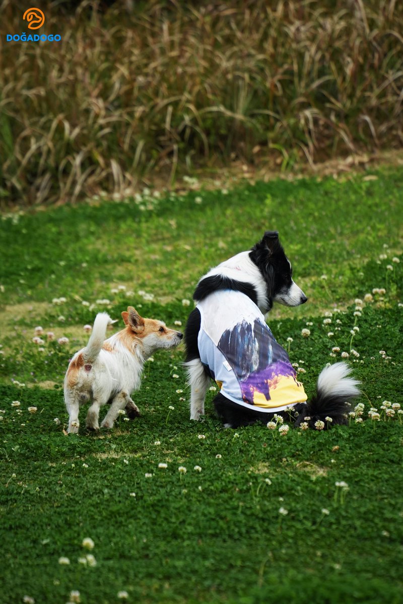 dogadogo2023's tweet image. fter getting a dog, something changes.

Walks are no longer just walks —
they become moments to see the world together.

This March, our dog Sanyue ran across the grass
wearing the DGDG Art Series “Snow Mountain”.

Like carrying a landscape on his back.

#DGDG #DOGADOGO