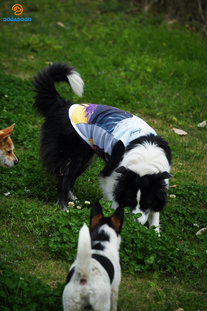 dogadogo2023's tweet image. fter getting a dog, something changes.

Walks are no longer just walks —
they become moments to see the world together.

This March, our dog Sanyue ran across the grass
wearing the DGDG Art Series “Snow Mountain”.

Like carrying a landscape on his back.

#DGDG #DOGADOGO