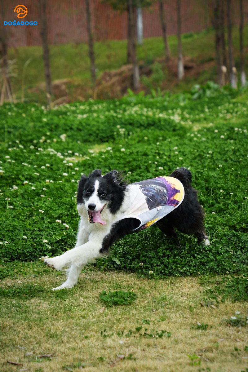 dogadogo2023's tweet image. fter getting a dog, something changes.

Walks are no longer just walks —
they become moments to see the world together.

This March, our dog Sanyue ran across the grass
wearing the DGDG Art Series “Snow Mountain”.

Like carrying a landscape on his back.

#DGDG #DOGADOGO