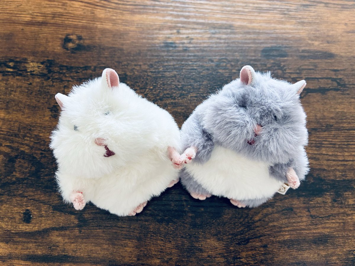 nuiami3154's tweet photo. いらっしゃいませ🐹✨ https://t.co/QXrexq3fqz