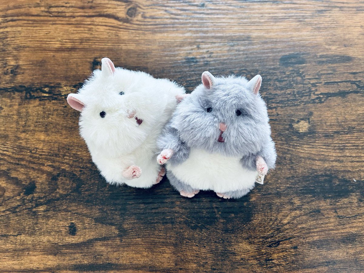 nuiami3154's tweet photo. いらっしゃいませ🐹✨ https://t.co/QXrexq3fqz
