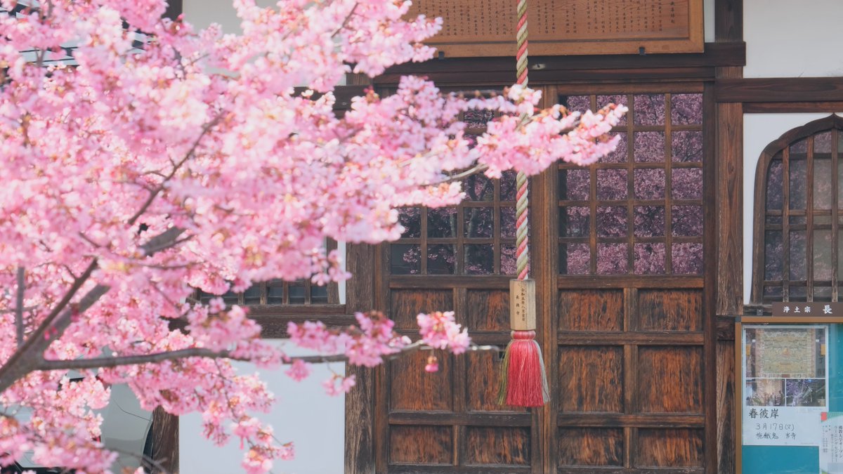 miyaco_kyoto's tweet photo. 出町柳　長徳寺のおかめ桜
椿と寒緋桜も満開で色とりどりでした

＃京都よきかな　#おかめ桜　#長徳寺　＃kyoto 　#今日もX日和 https://t.co/P1FJEfdzFI