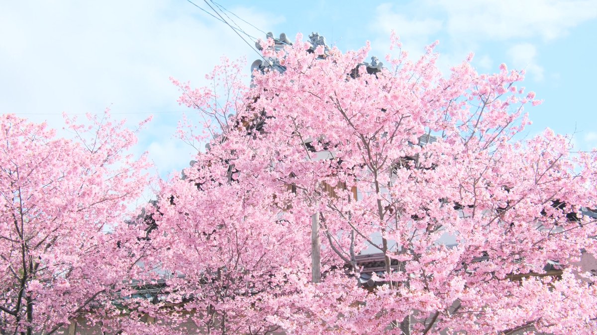miyaco_kyoto's tweet photo. 出町柳　長徳寺のおかめ桜
椿と寒緋桜も満開で色とりどりでした

＃京都よきかな　#おかめ桜　#長徳寺　＃kyoto 　#今日もX日和 https://t.co/P1FJEfdzFI