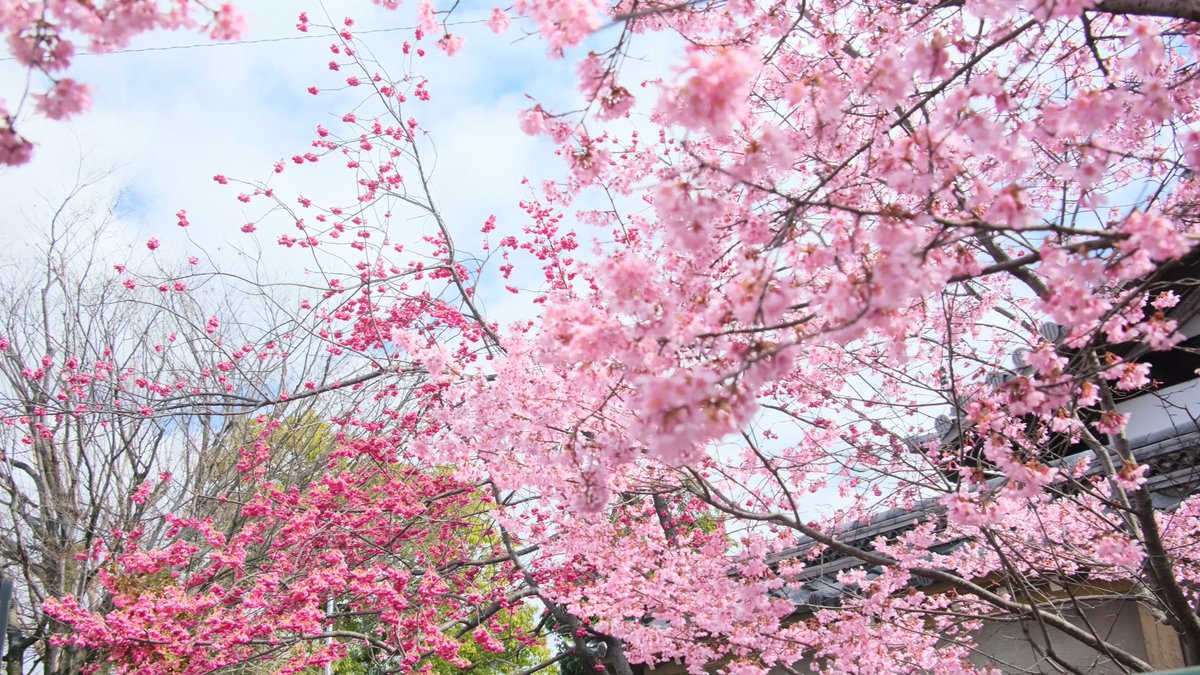 miyaco_kyoto's tweet photo. 出町柳　長徳寺のおかめ桜
椿と寒緋桜も満開で色とりどりでした

＃京都よきかな　#おかめ桜　#長徳寺　＃kyoto 　#今日もX日和 https://t.co/P1FJEfdzFI