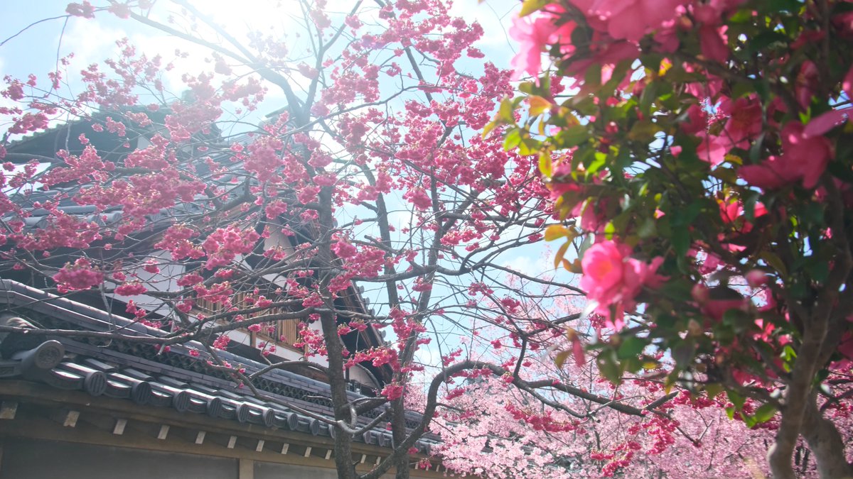 miyaco_kyoto's tweet photo. 出町柳　長徳寺のおかめ桜
椿と寒緋桜も満開で色とりどりでした

＃京都よきかな　#おかめ桜　#長徳寺　＃kyoto 　#今日もX日和 https://t.co/P1FJEfdzFI