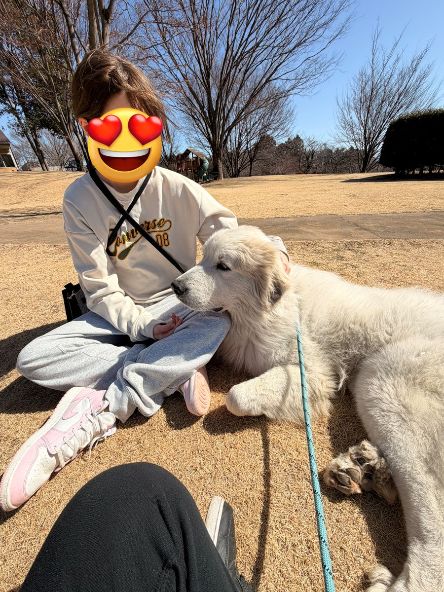 1714Ec's tweet photo. グレートピレニーズ可愛い😘 
いつか飼いたいなぁ https://t.co/anSibf07F3