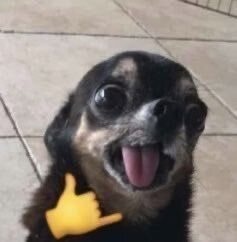 everything dogs 🐶 (@everythingdogss) on Twitter photo 