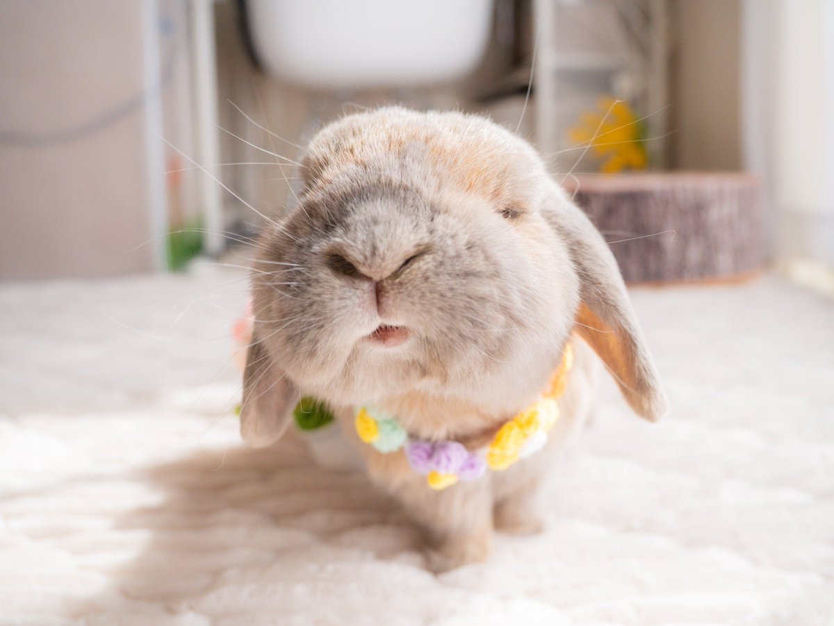 今日は #うさフェスタ ！！！
ちゅもんはお留守番🏠🐰
飼い主は2部にお邪魔します🫶