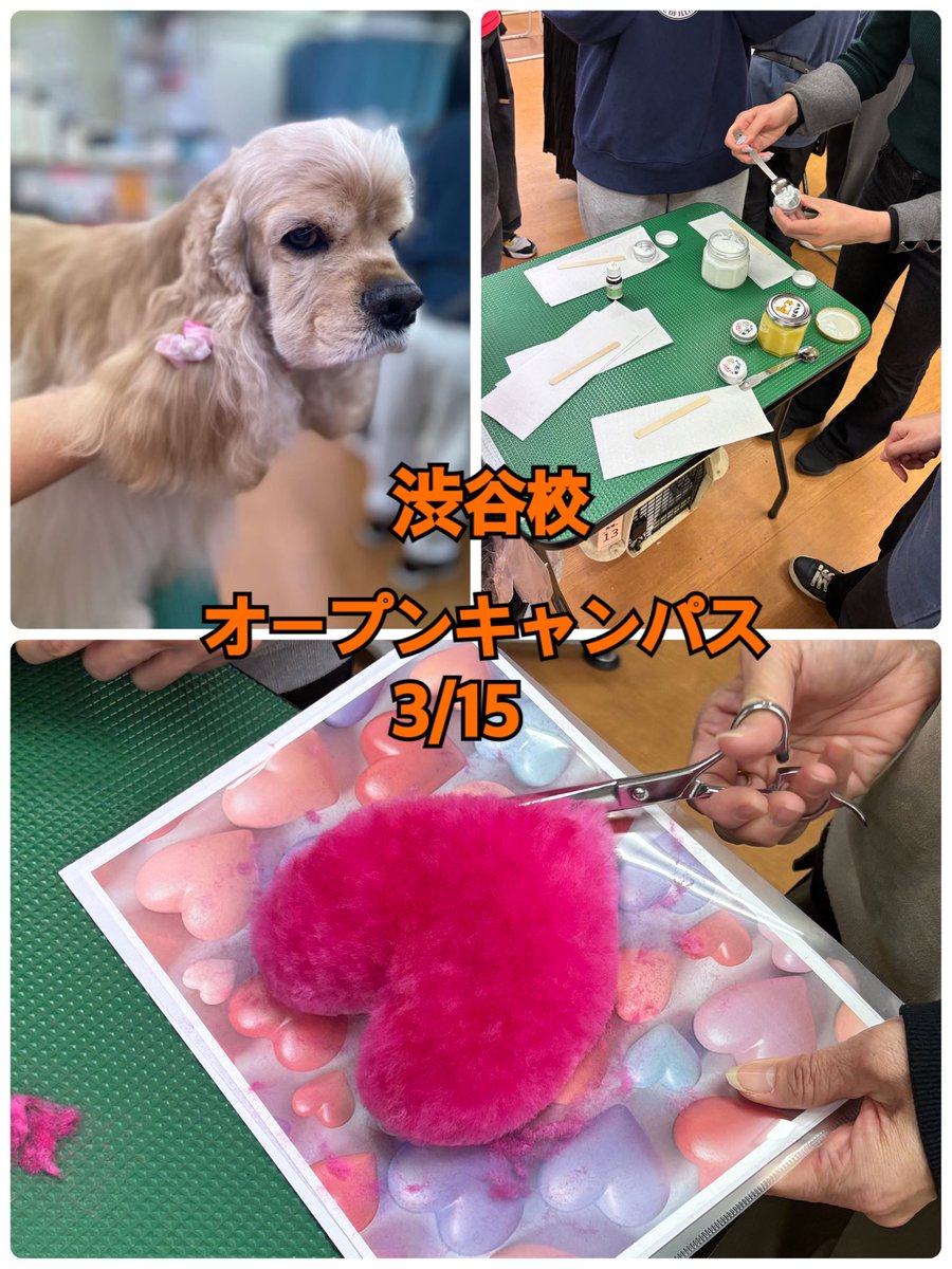 SJD_DOG's tweet photo. 渋谷校

3/15渋谷校
実技教室にてオープンキャンパスがあります♪

今回の体験は実際のワンちゃんにリボンをつけたり、ハサミを使ってハート型に切ります！！✂️

実際のカット風景が見れるので是非お気軽にお越しください🐶

ご予約は不要です。
13：00〜（実技教室にて） https://t.co/fu3ola5Elm