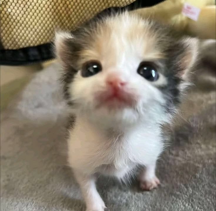 NxG Discord Mod tweet media