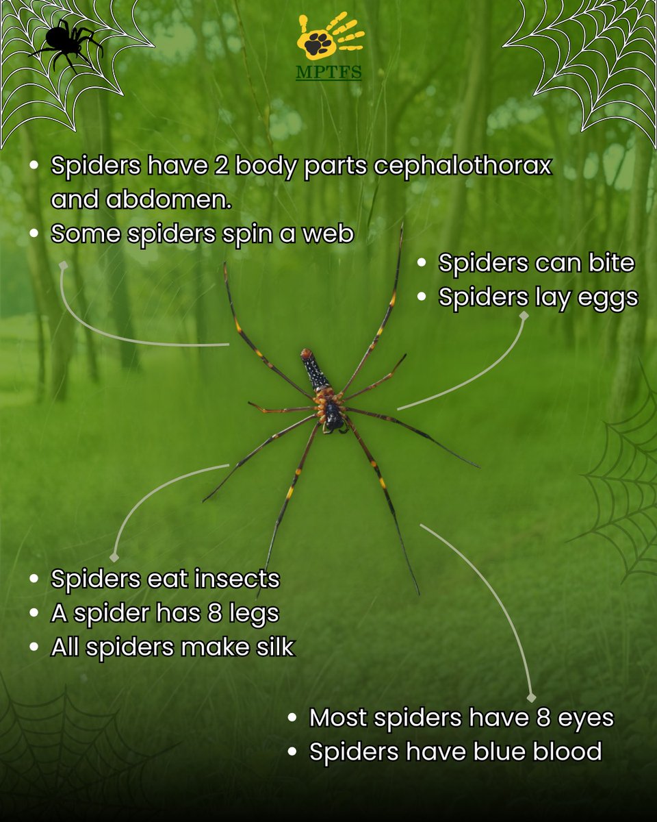 mptfs's tweet photo. Small in size, but massive in impact. On Save a Spider Day, we celebrate the tiny guardians that keep our environment in balance. Protecting wildlife means protecting the big and the small alike.
#saveaspiderday #insects #didyouknowfact #madhyapradesh #tigerreserve https://t.co/P3a7NRDclP