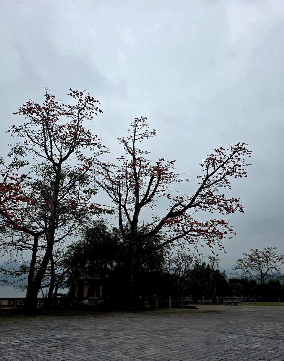 Sơn Tùng | Tyson tweet media