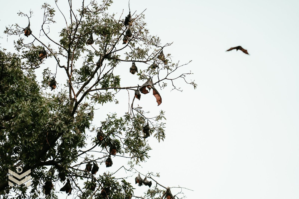 matakambu's tweet photo. Camera Test shots.📸🇦🇺🦇

#SonyFX2 #matakambu #adelaide #australia https://t.co/ugn3nvjgUU