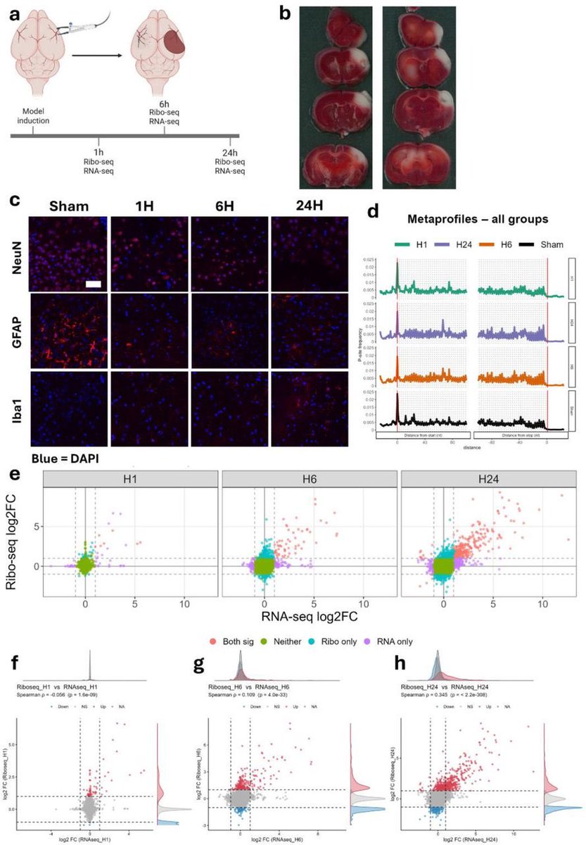 Ruslan Rust tweet media