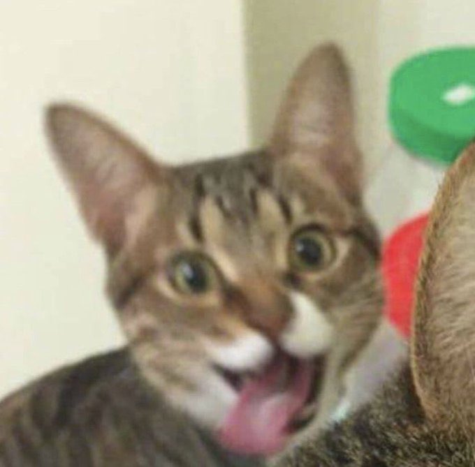 연우 tweet media