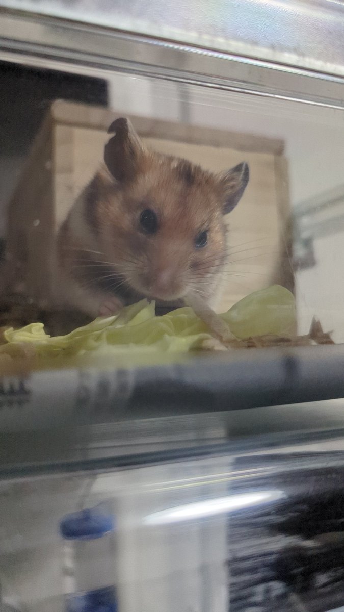 ちぃ@ハムママ🐹 tweet media