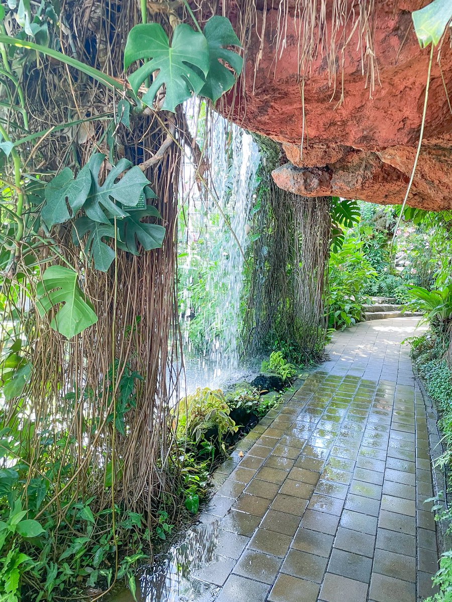 夢の島熱帯植物館
ドーム型の骨組みが美しい天井に、背の高いグリーン達は圧巻。
施設内には温室を眺めるカフェがあり、ティータイムやランチを楽しみながら観賞できて幸せ。
何周しても楽しいジャングルみたいな展示です。