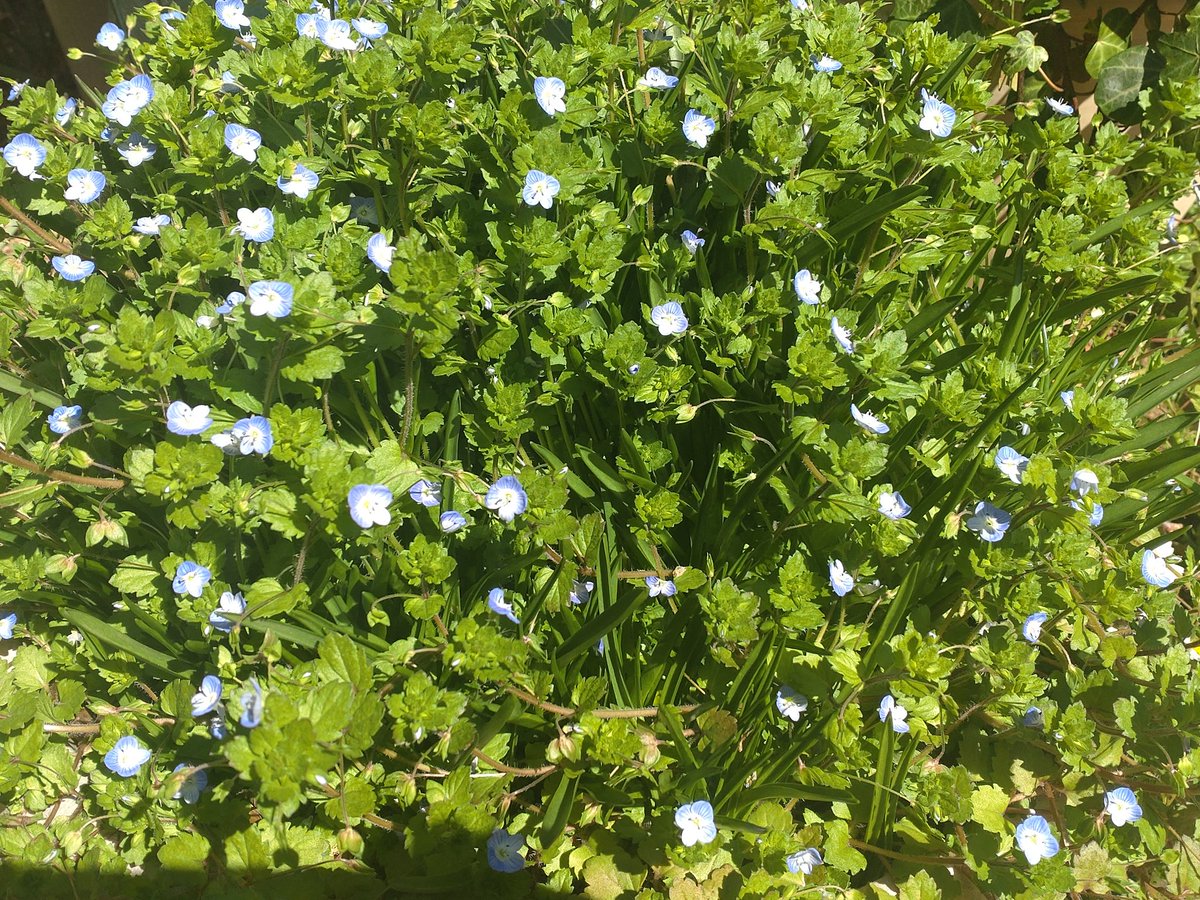 ますむらひろし tweet media