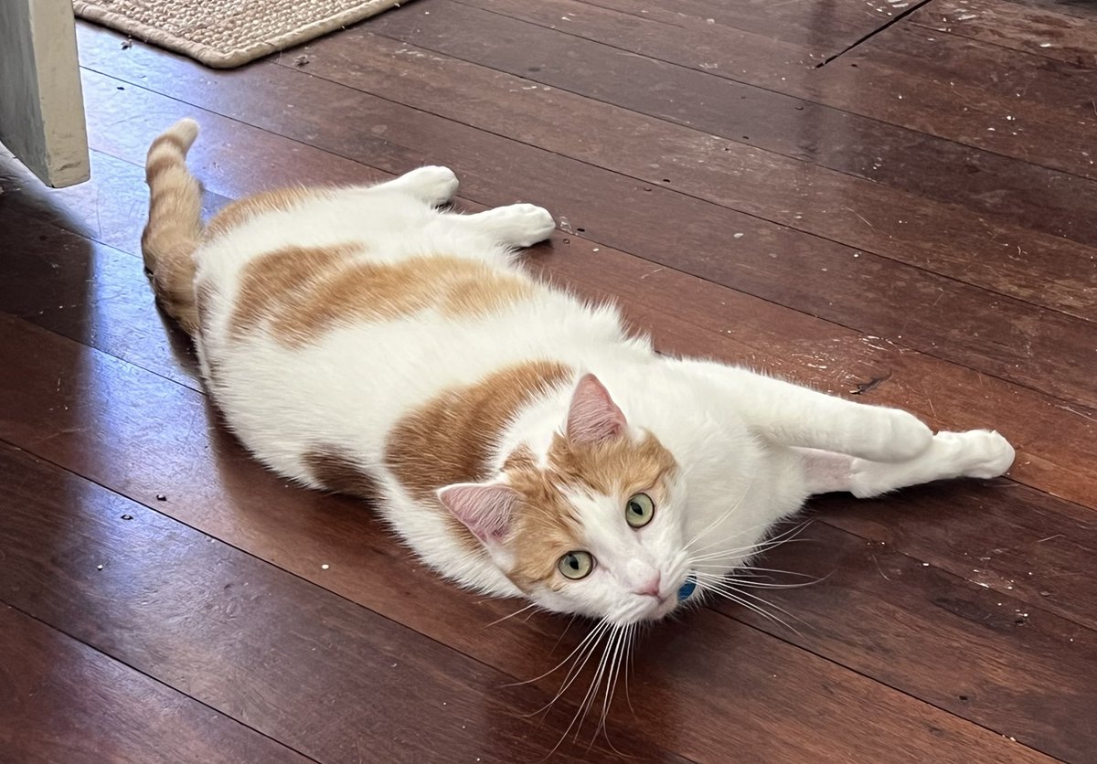 Rachel Boss tweet media