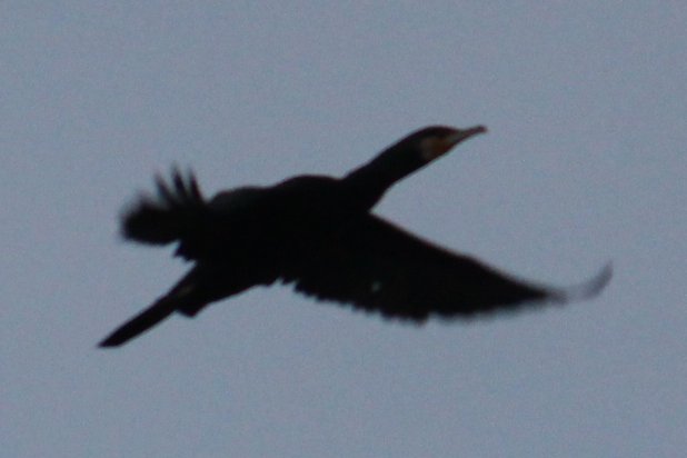 森林 木本 tweet media