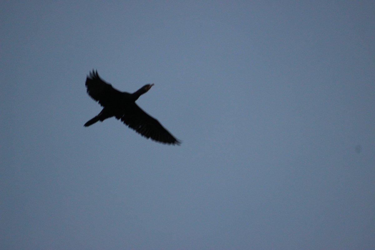 森林 木本 tweet media