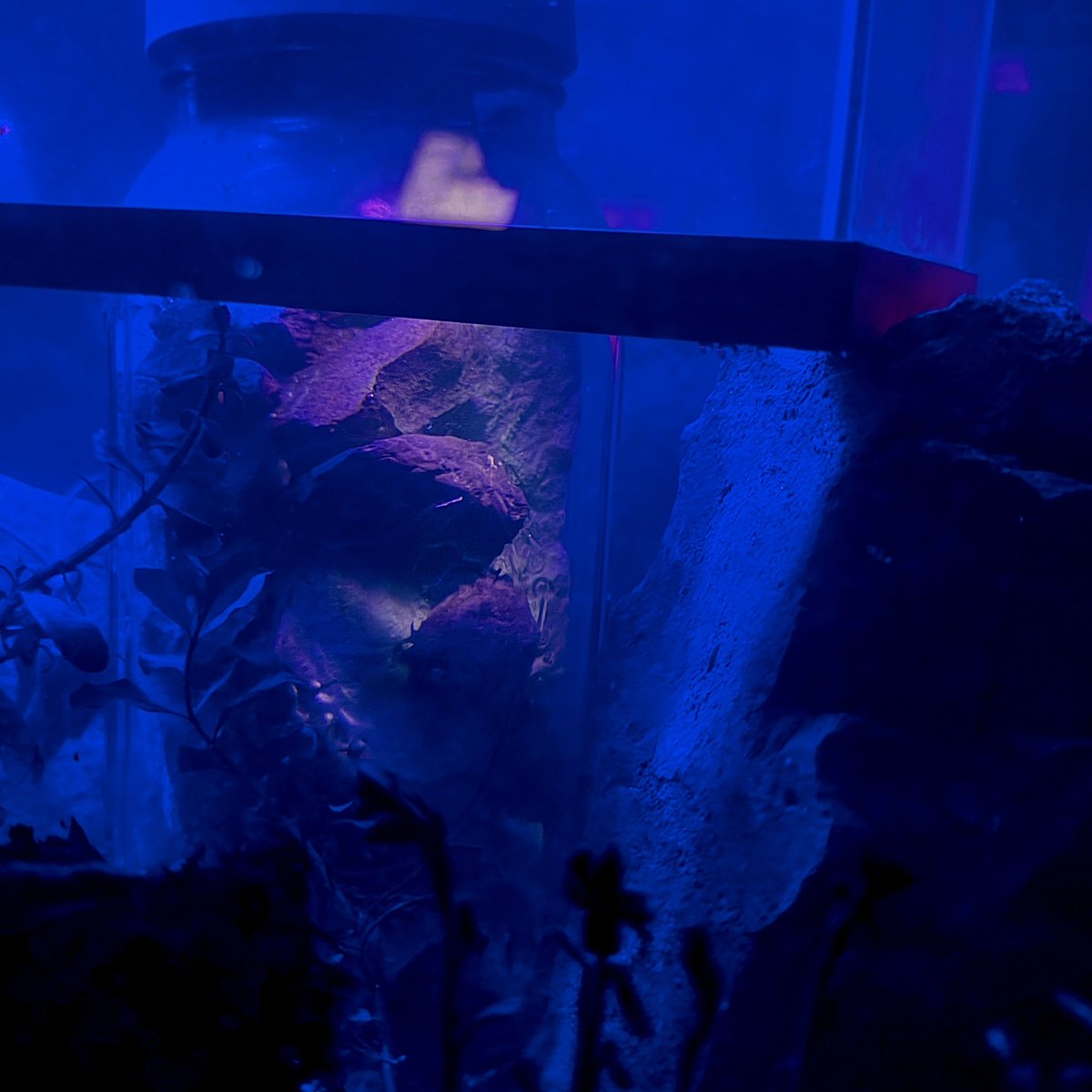 Josh Anderson tweet media