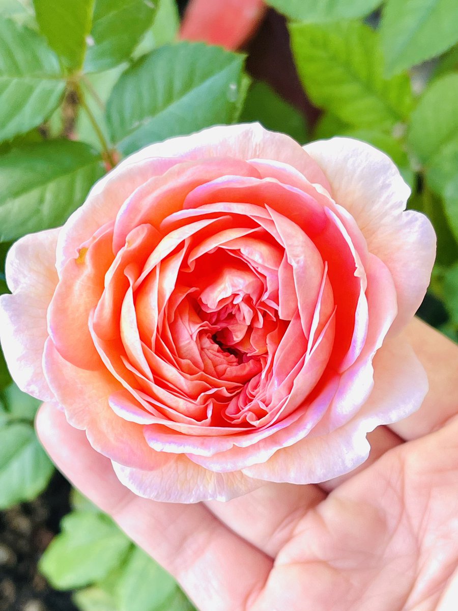 名字和头像同时随便改改 tweet media