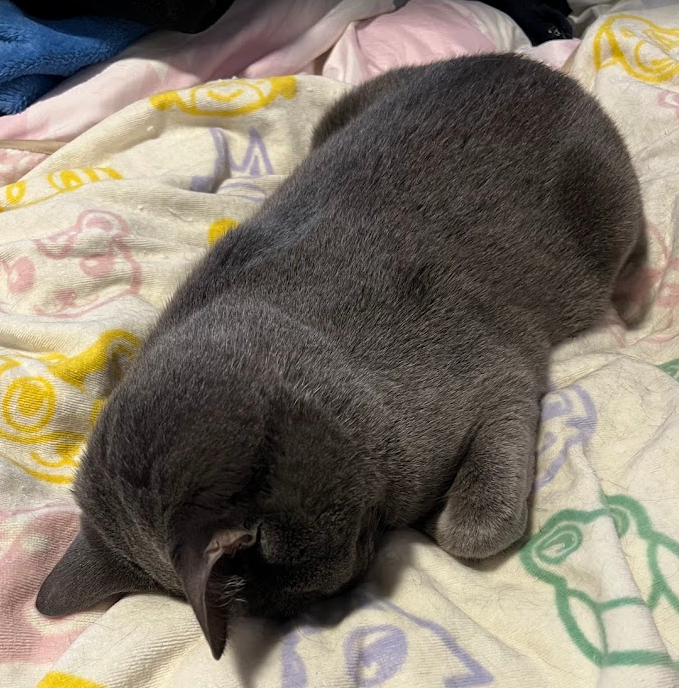 Rui🐟るい tweet media