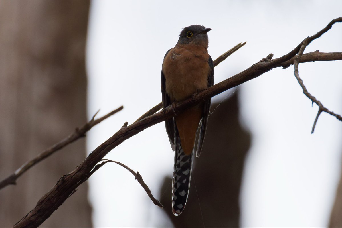 duncanmccon101's tweet image. Fantailed Cuckoo from Australia