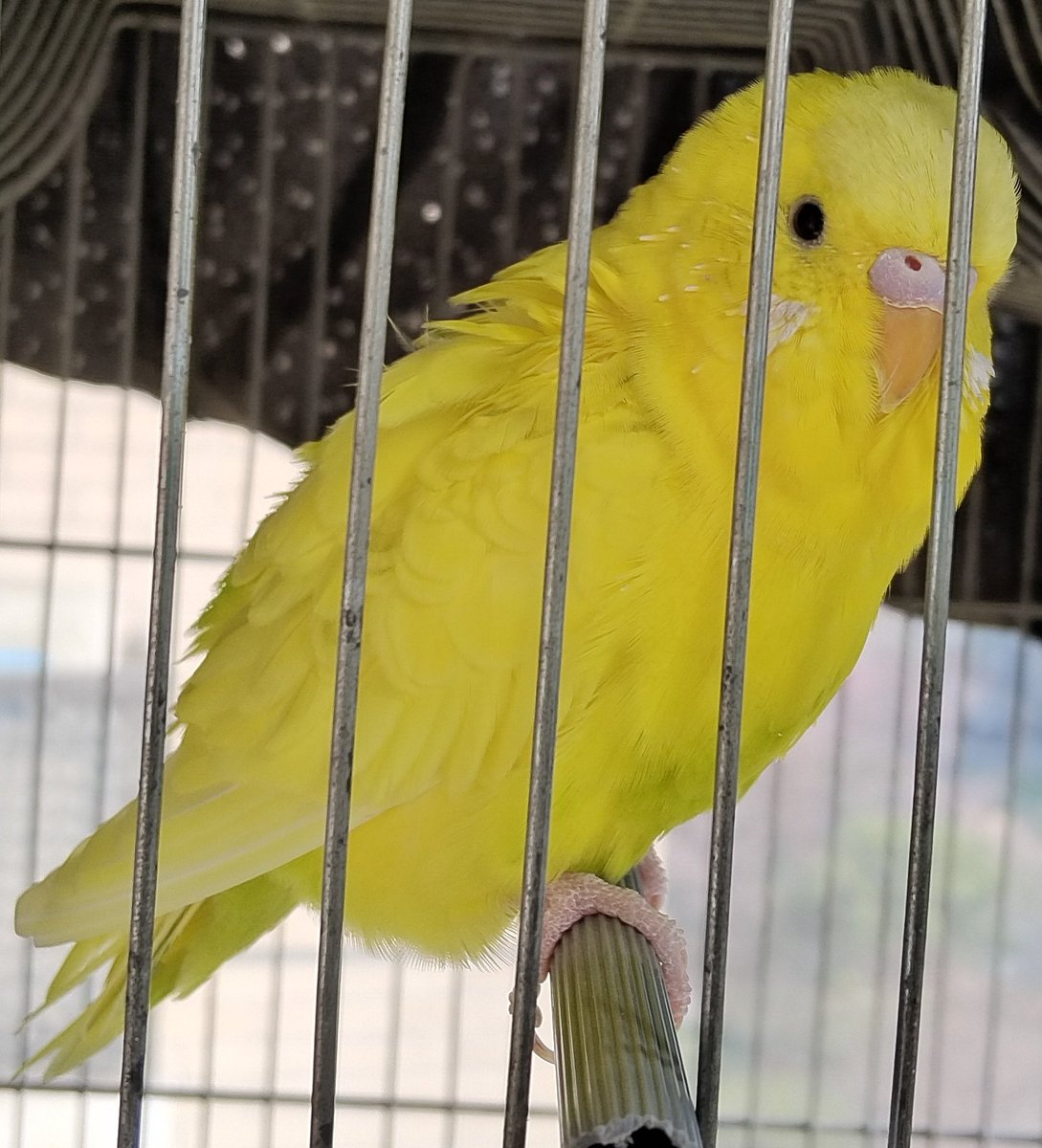 アラシ tweet media