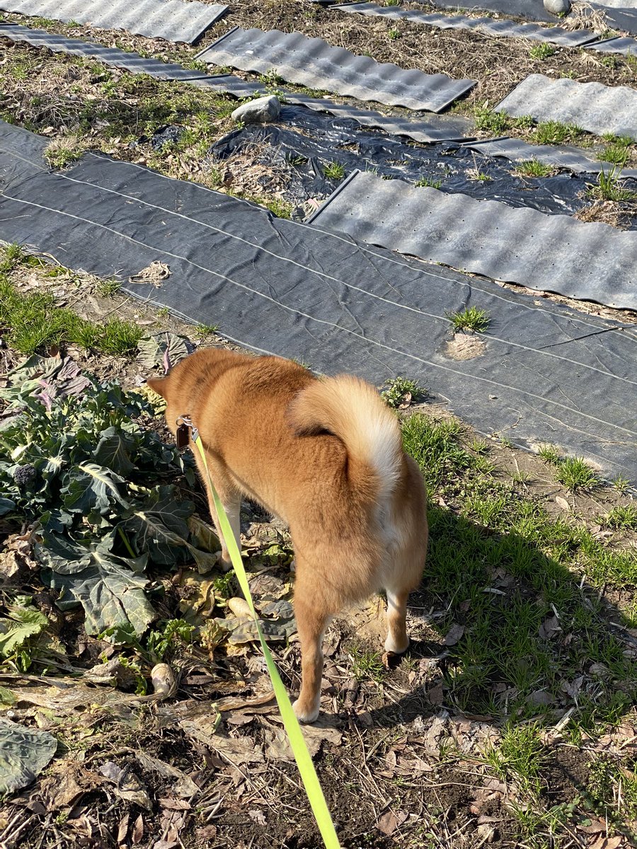 🐮ヒポポタスごりたま🐮 tweet media