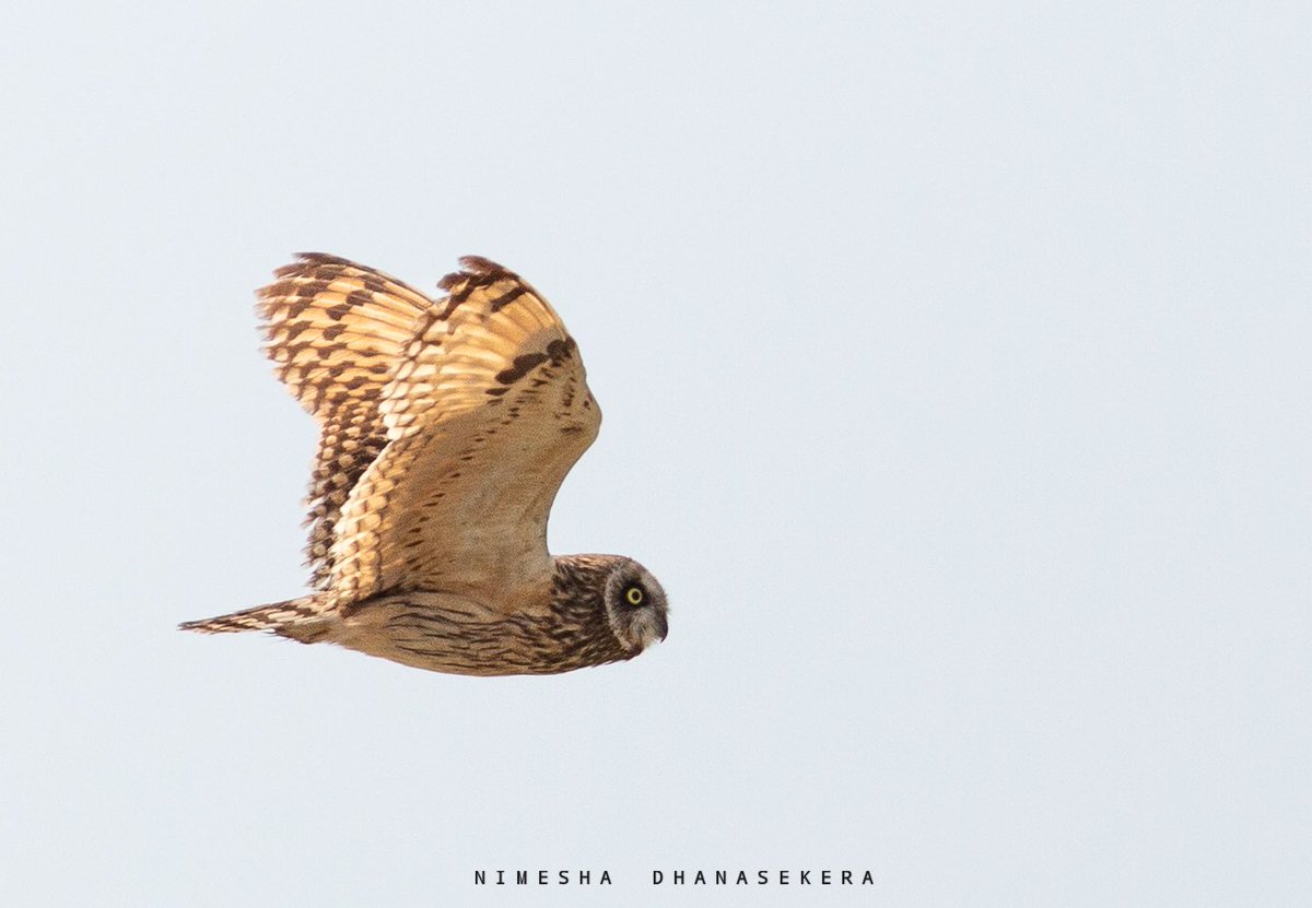 nimd500's tweet photo. Short-eared Owl (Asio flammeus)
📍 Mannar
Flushed from low scrub after ~2 hours of searching in the heat. Briefly perched before continuing its low flight over the bushes.
A nice record of this scarce winter visitor. #ShortEaredOwl #Birding #WildlifePhotography @Team_eBird https://t.co/zYIqGJRXAl