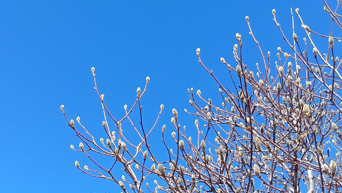 石と賢治のミュージアム(公式) tweet media