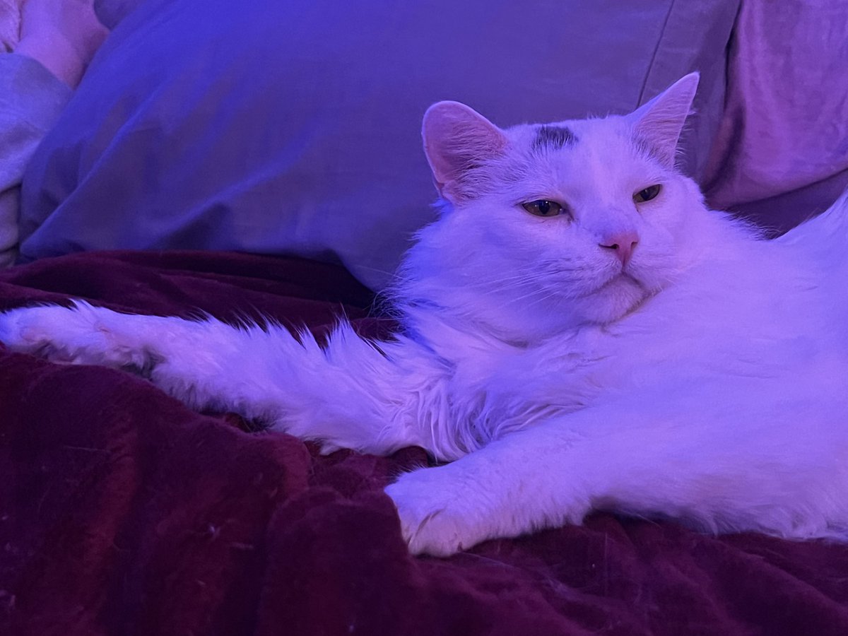 A Cat Named Bitches tweet media