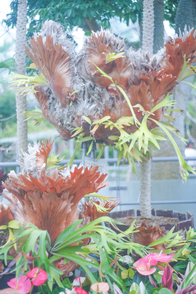 とっとり花回廊
とにかくでっかいフラワーパーク
温室も色とりどりの組み合わせでワクワク。
水場に垂れるモンステラの気根の色気には本当にドキドキです。
近ければ年パスで通いたいくらい楽しい植物園。屋外の花畑やハーブガーデンも季節ごとに楽しめます。