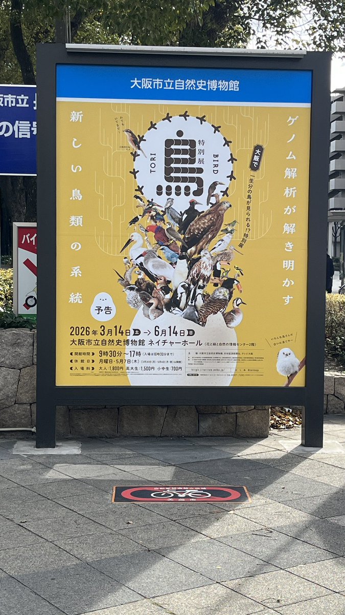 【公式】特別展「鳥」 tweet media