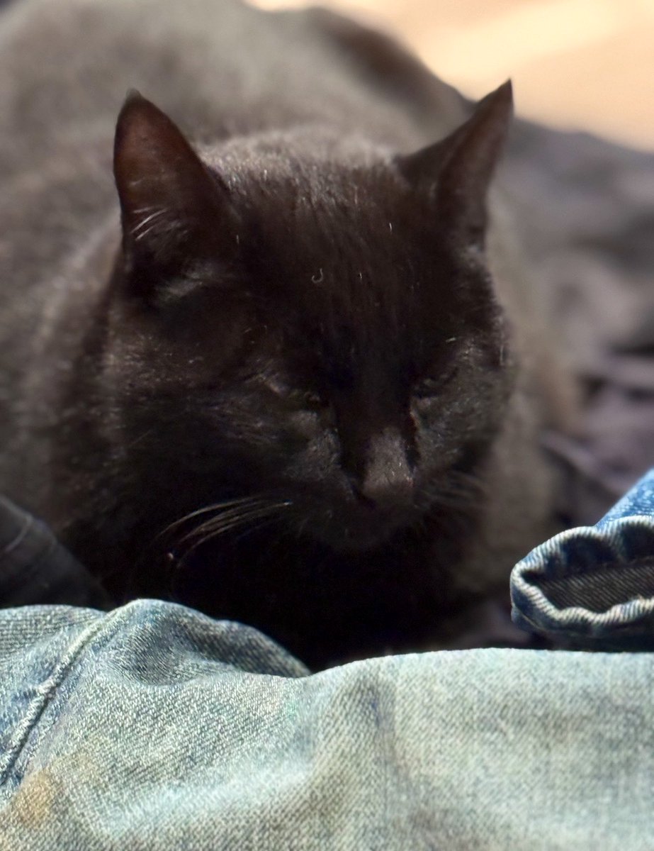 Sleeping on his favorite pair of jeans.

Nighty night 🖤✨