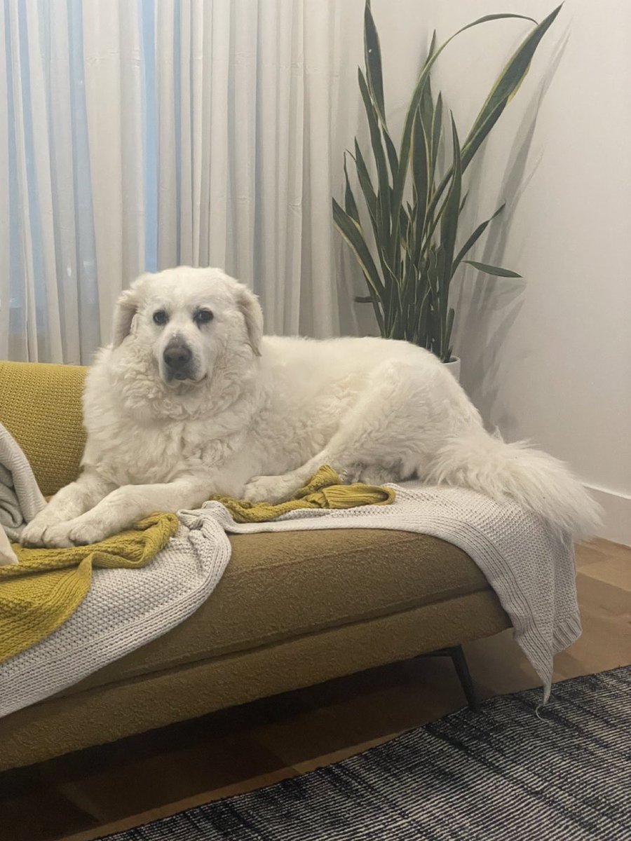 Joe Benjamin tweet media