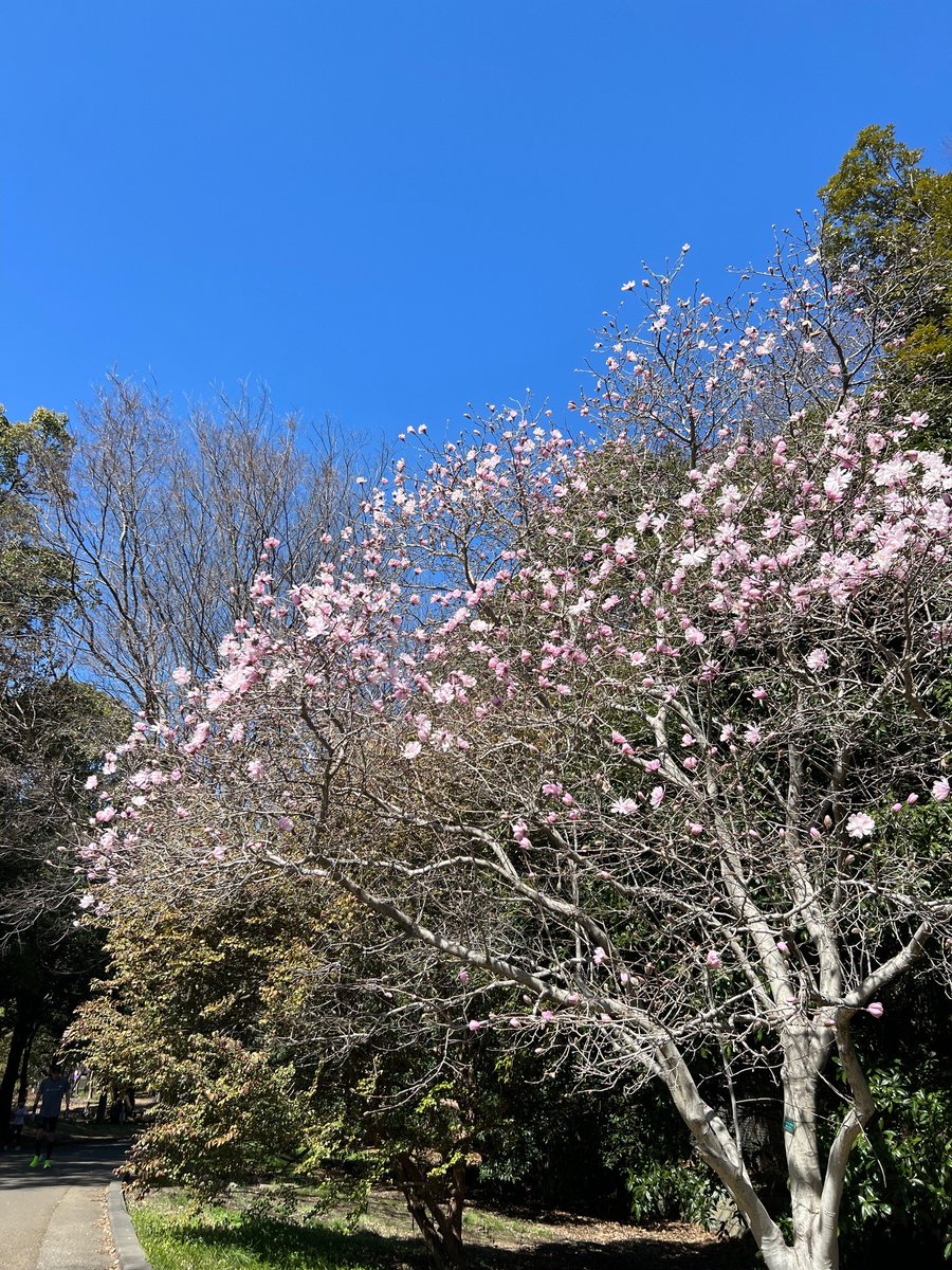 ParksHikariga's tweet photo. 桜の開花はまだ少し先になりそうですが、一足早くシデコブシが可愛いピンクの花を咲かせています。
晴天の青空と淡いピンクのコントラストが美しい！ https://t.co/uOKzsKfCnH