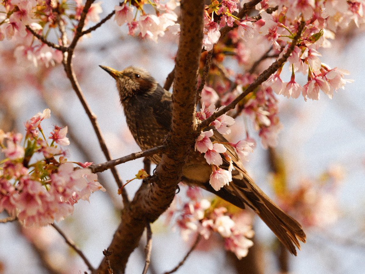 Eri Inoue tweet media