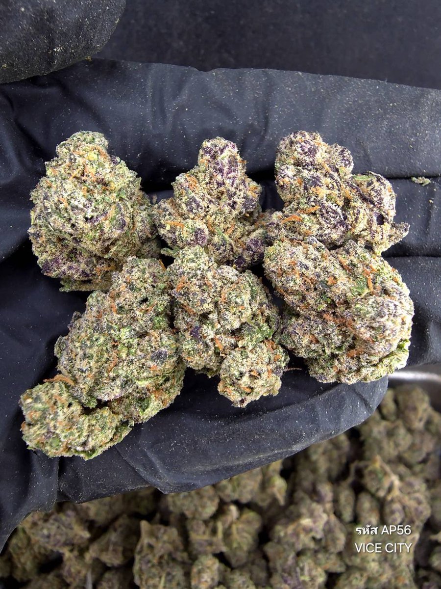 StationWeed99's tweet photo. 🚀Vice City 🌆 

100G = 1,600฿ รวมส่งจ้าา 

#กัญชา #กัญชากรุงเทพ #กัญชาเชียงใหม่ https://t.co/4w3sXgAQ0s