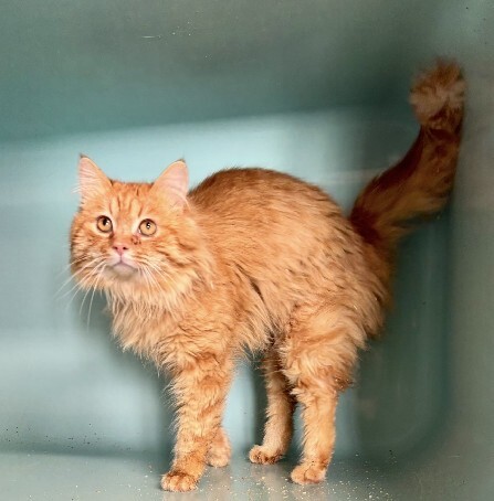 🟢 🐱 Chat trouvé le 06/03/2026 à SAINT CHINIAN (34).
Mâle / Identifié(e) : Non

☎️ 04 67 31 14 03
📧  beziers@sacpa.fr

#VigiPets #chatperdu #chattrouve #chat #perdu #trouve