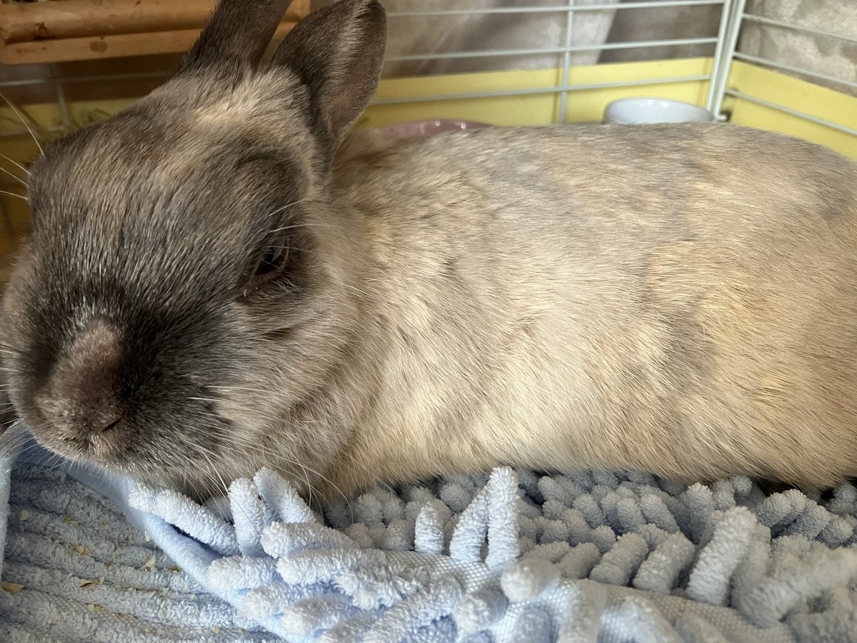 ウサギの部屋 tweet media