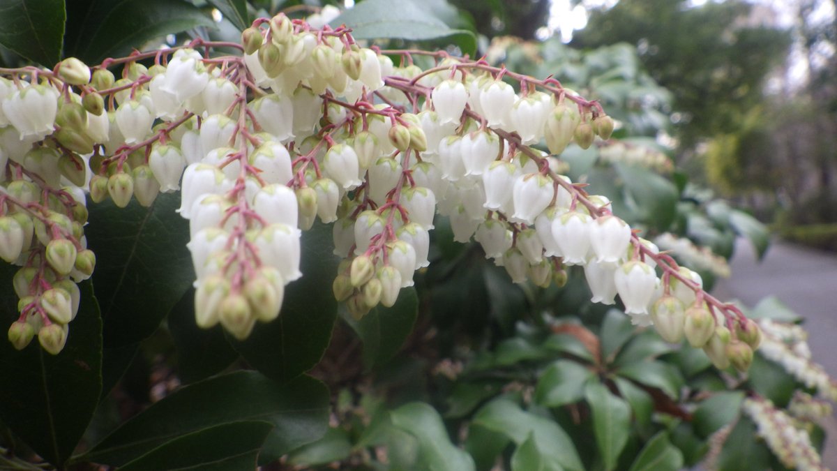 開花情報】 アセビが開花中です。 番場・沖山地区の歩道沿い、城址地区