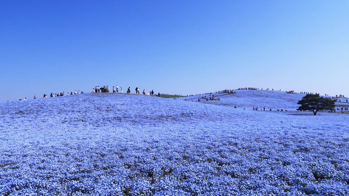 event_checker's tweet photo. 空とつながる青の絶景

茨城・ひたち海浜公園で
ネモフィラ530万本が見頃へ

みはらしの丘が
空とつながる"青のじゅうたん"に

春だけの絶景
見頃は4月中旬ごろ
→https://t.co/pWa9y57TUA https://t.co/HL5uHeInPS