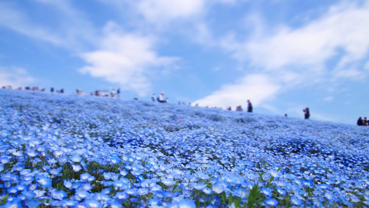 空とつながる青の絶景

茨城・ひたち海浜公園で
ネモフィラ530万本が見頃へ

みはらしの丘が
空とつながる"青のじゅうたん"に

春だけの絶景
見頃は4月中旬ごろ
→event-checker.info/nemophila-hita…