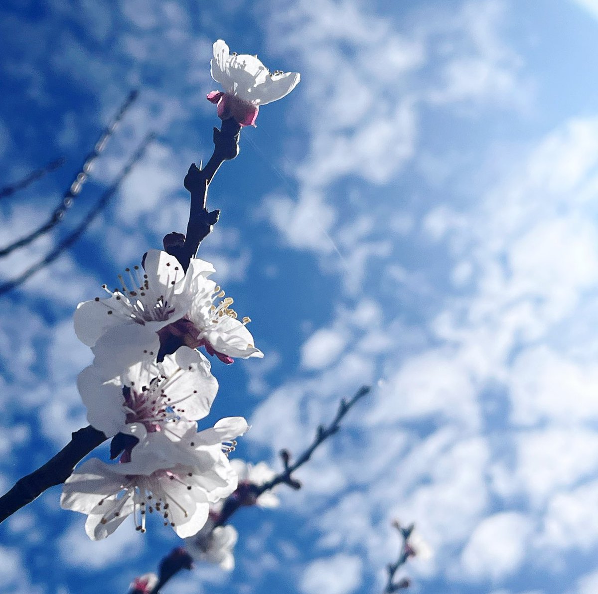 -한창 좋을 때-

들녘을 건너온 바람이
시장 진열대 귀퉁이에
제일 먼저 보따리를 푼다

하늘색 원피스 어깨 끝에
꽃물 든 연분홍 치마폭에
봄빛이 흐드러지고

냉이와 달래
쑥과 봄동이
서로의 푸른 향을 풀어 놓을 때

이제
마음의 단추만 채우면
온 세상은 오롯이
그대의 봄으로 채워지겠네